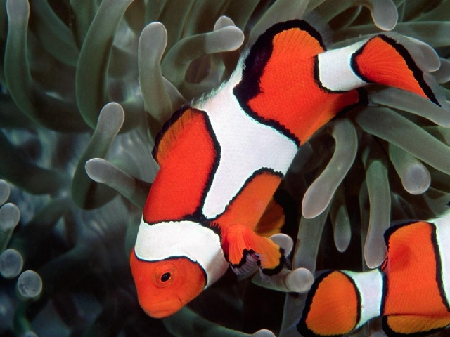 Ocellarin clownfish1