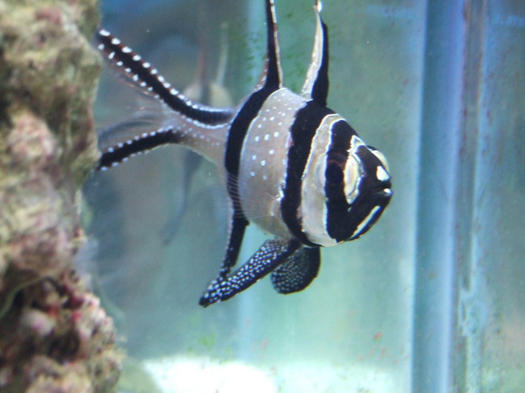 Banggai Cardinal