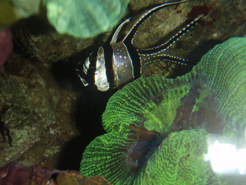 Banggai Holding Babies