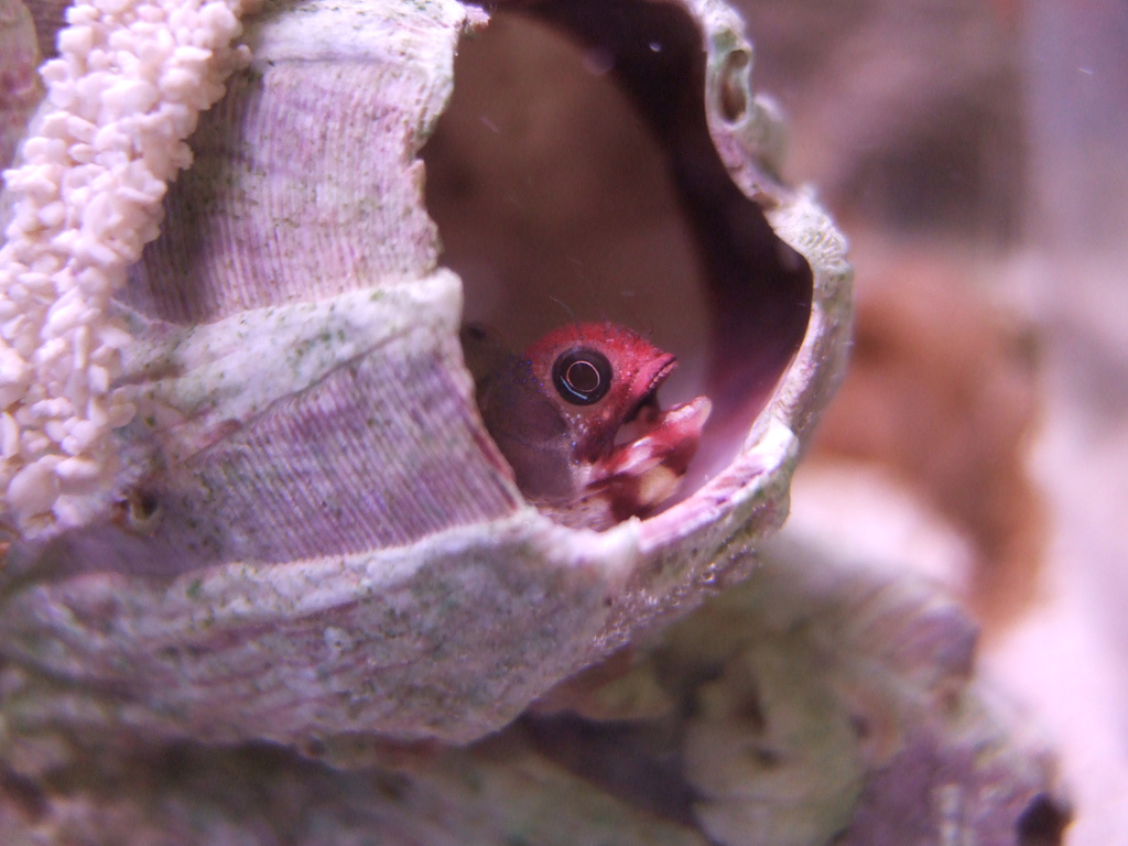 Barnacal Blenny