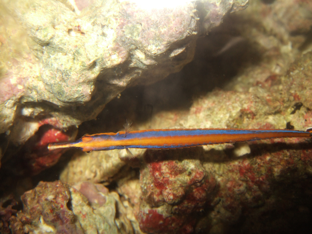 Bluestripe Pipefish