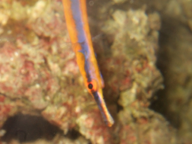 Bluestripe Pipefish1