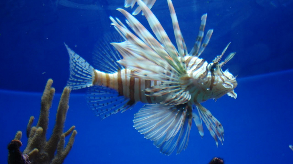 Common Lionfish