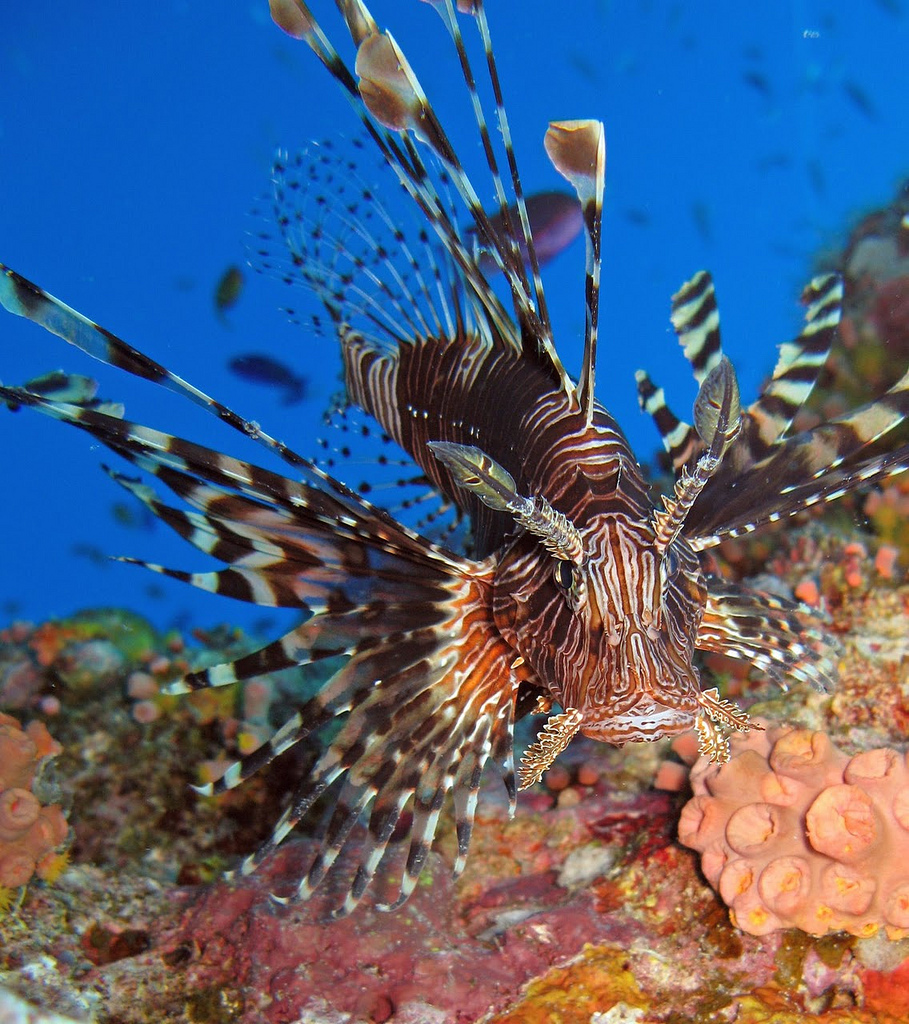 Common Lionfish1