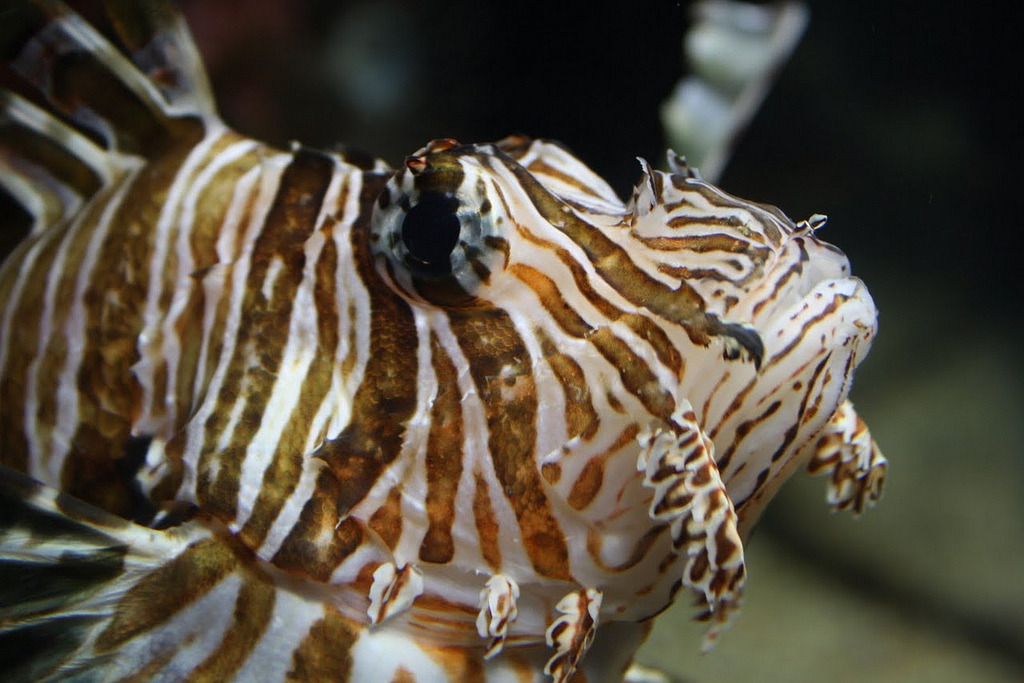 Common Lionfish2