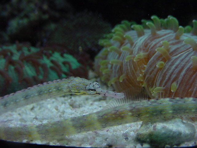 1Dragon pipefish