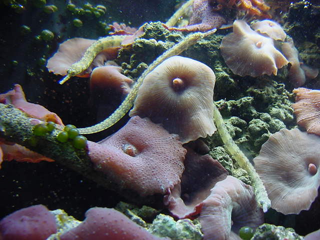 Dragon pipefish