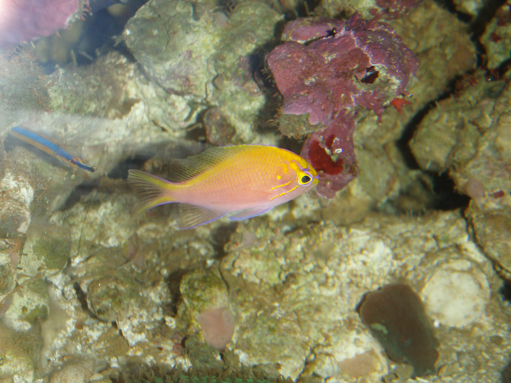 Fathead Anthias