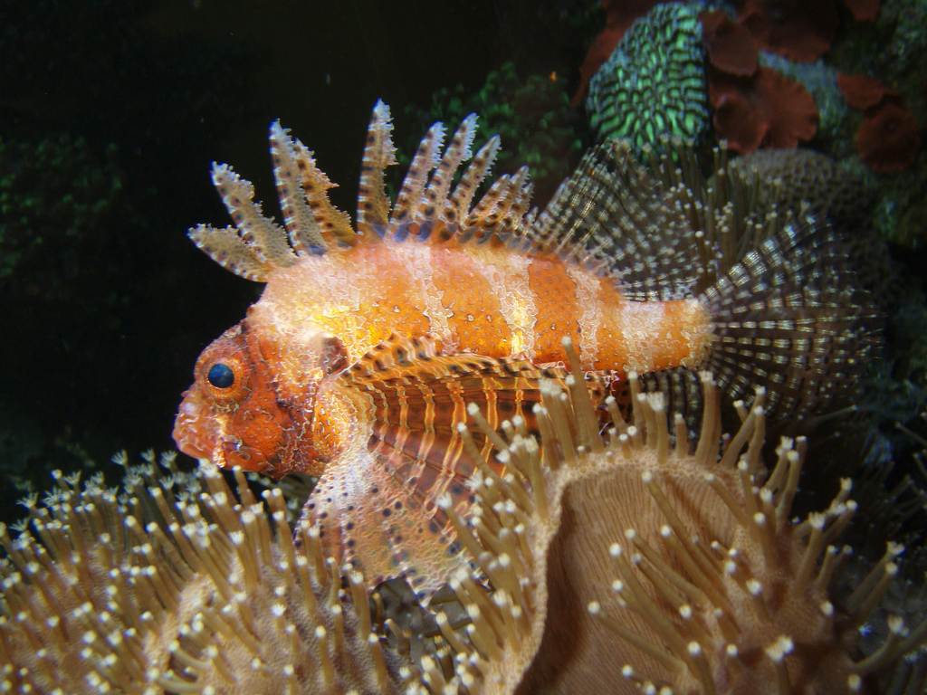 Fuzzy Dwarf Lionfish