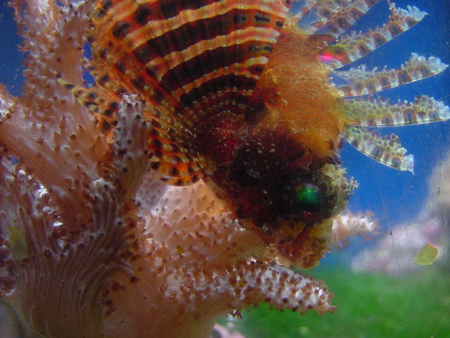 Fuzzy Dwarf Lionfish2