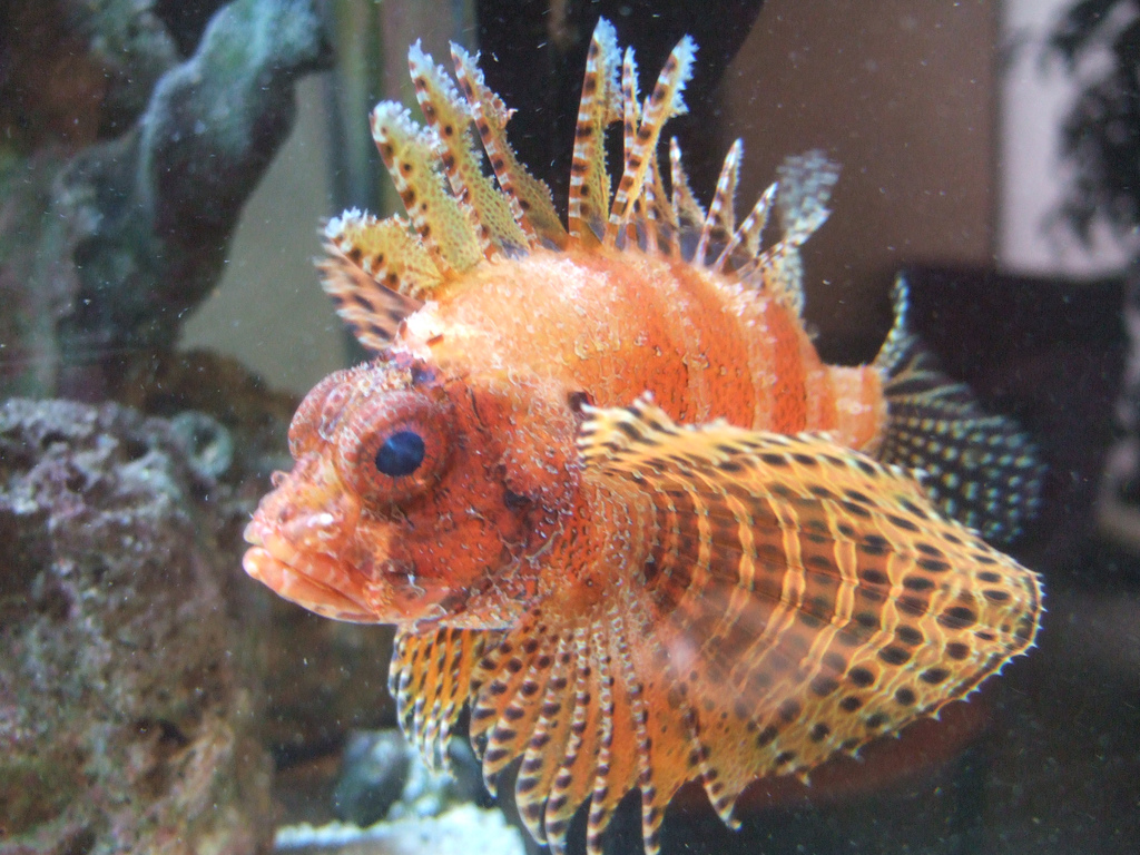 Fuzzy Dwarf Lionfish3