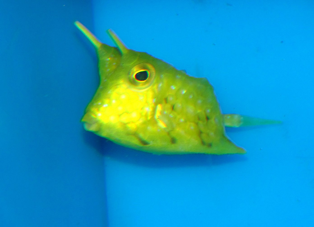 Long Horn Cowfish