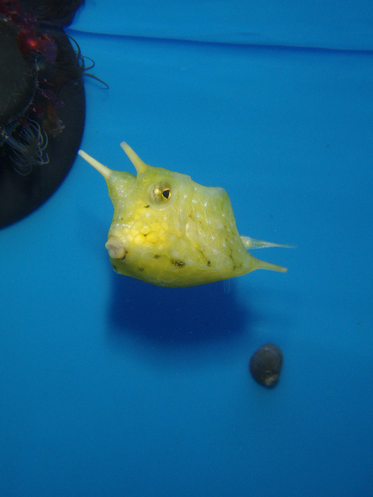 1Longhorn Cowfish