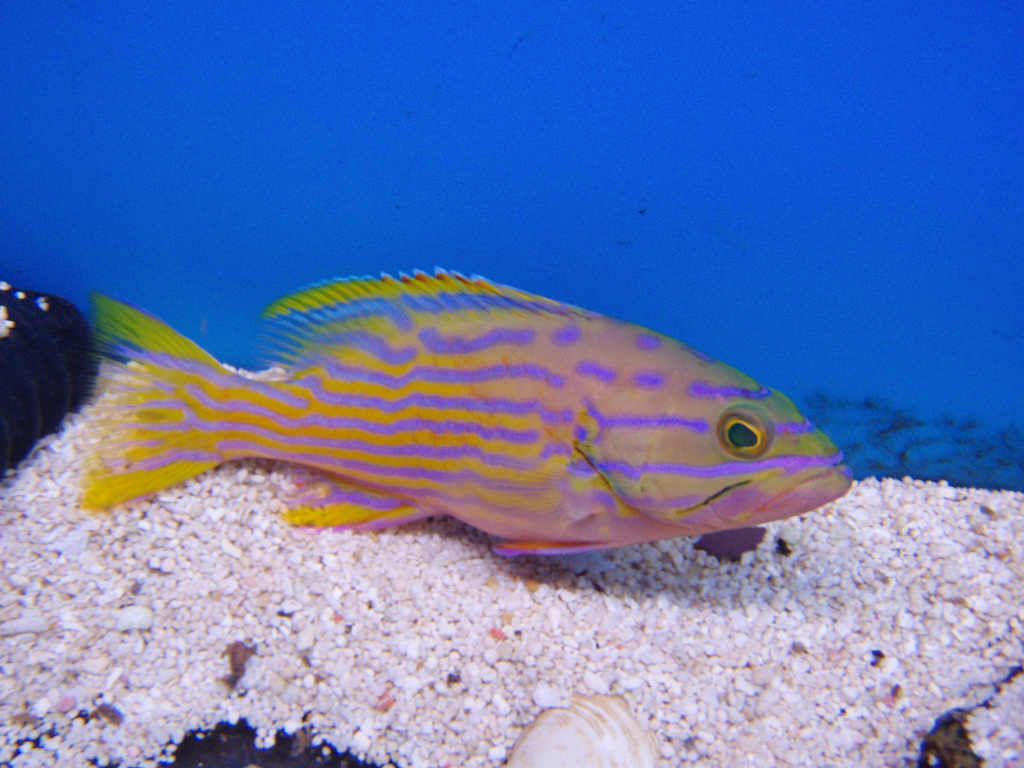 Polleni Grouper