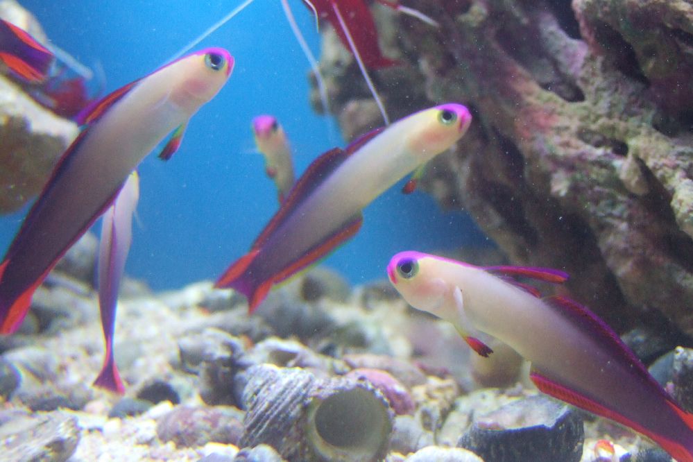 PurpleFirefish - Decora