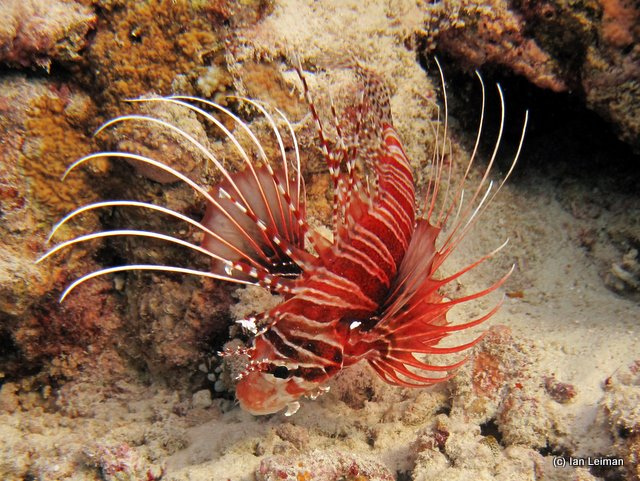 Radiata Lionfish