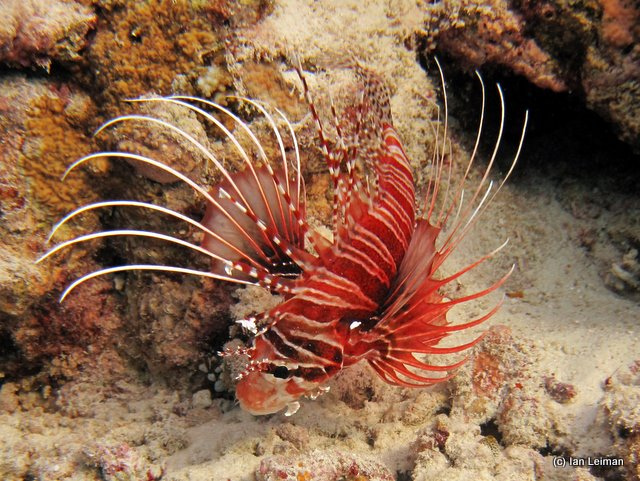 Radiata Lionfish