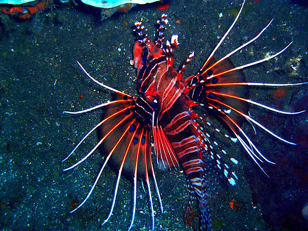 Radiata Lionfish1