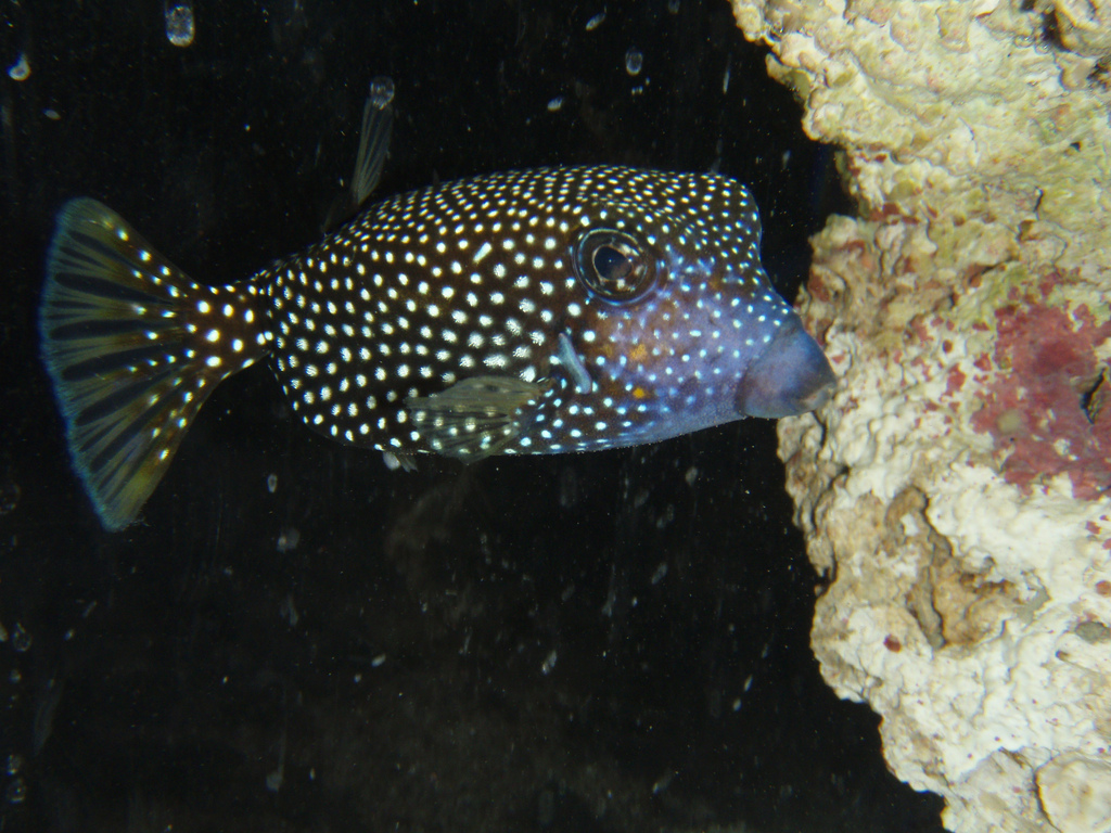 Spotted Boxfish