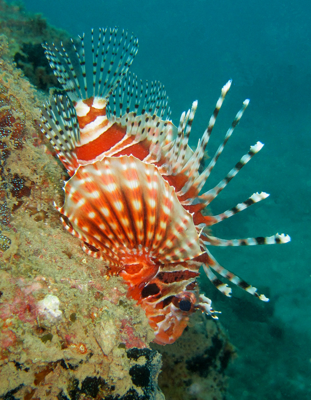 Zebra Lionfish