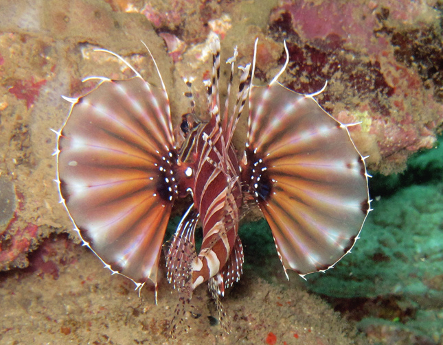 Zebra Lionfish1