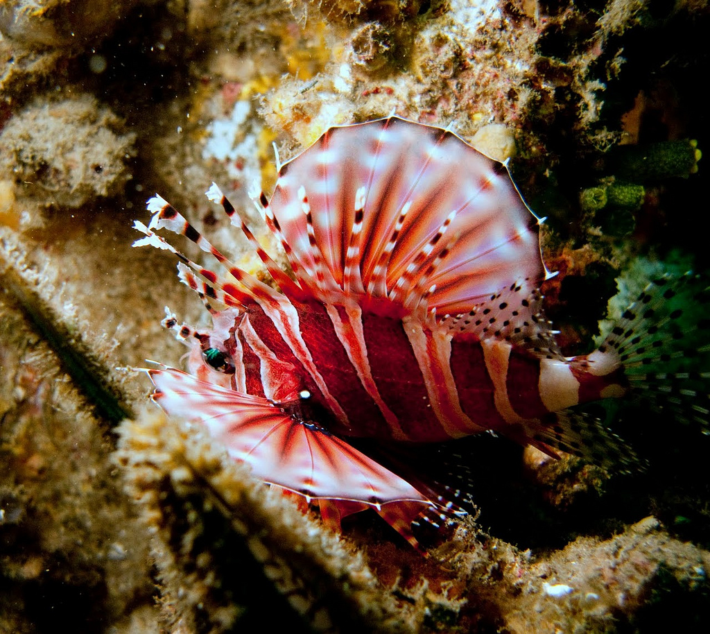 Zebra Lionfish2