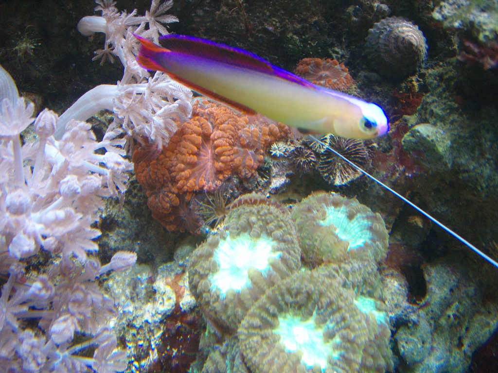 purple firefish - Decora1